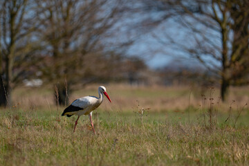 Naklejka premium Stork on the meadow