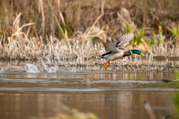 Duck in flight over the water of the pond.