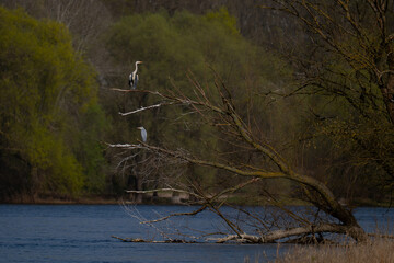 Two herons on a tree by the river