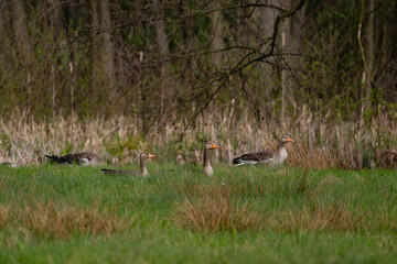 Wild greylag geese in the meadow