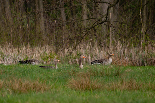 Wild greylag geese in the meadow