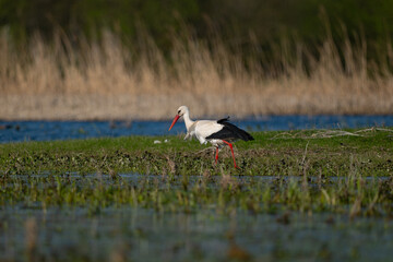 white stork in the grass