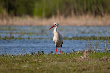 Stork on the meadow
