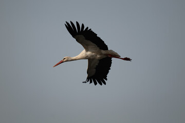 white stork in flight