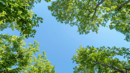 Fototapeta premium 爽やかな新緑と青空