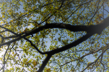 Rosnące wiosną na drzewie listki na tle nieba