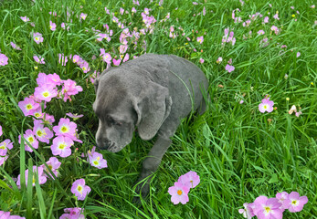 Great Dane puppy in the flowers 
