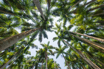 Palm tree jungle near Muse Lake in Qiongzhong, Hainan, China