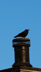 bird on a roof