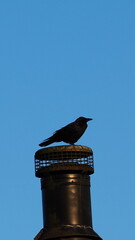 bird on a roof