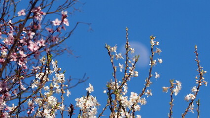 blue sky and grass