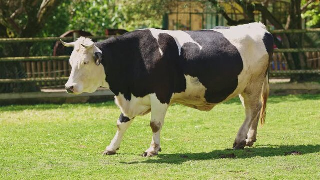 A cow is walking in a field with a fence in the background