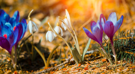 awesome wild spring flowers, fantastic macro photo of crocuses (Saffron) on the...