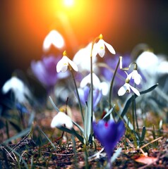 fantastic wild spring flowers, fantastic macro photo of crocuses (Saffron) on the...