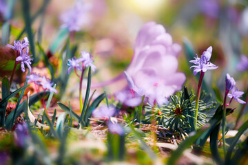 wild spring flowers, fantastic macro photo of crocuses (Saffron) on the meadow.....exclusive - this...