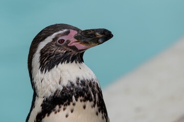 Head shot of a Humboldt penguin (spheniscus humboldti)
