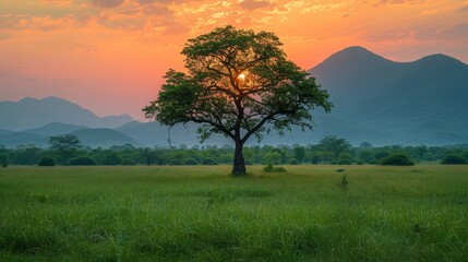 Fototapeta premium A solitary tree in the field, silhouetted against the sunset Mountains in the distance