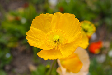 Beautiful poppy flower garden. The Expo’70 Commemorative Park, Osaka, Japan