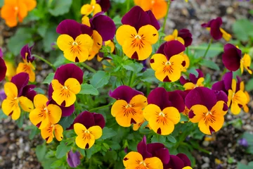 Tuinposter Beautiful pansy flowers in the garden © Bowonpat