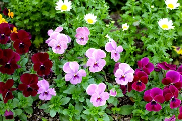 Outdoor-Kissen Beautiful pansy flowers in the garden © Bowonpat
