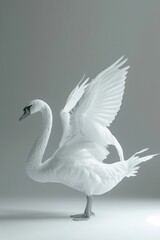 Majestic white swan with wings spread, perfect for nature themes