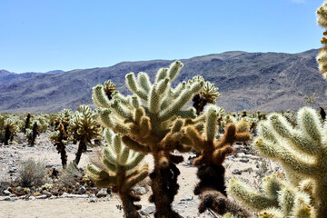 The Cholla Cactus Garden in the Pinto Basin of Joshua Tree National Park. 