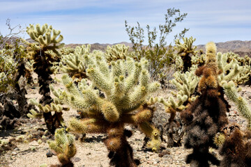 The Cholla Cactus Garden in the Pinto Basin of Joshua Tree National Park. 