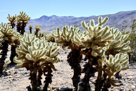 The Cholla Cactus Garden in the Pinto Basin of Joshua Tree National Park. 