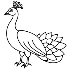 black and white peacock vector illustration