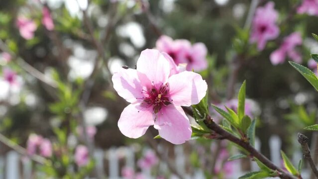 peanch flowers blooming in springtime