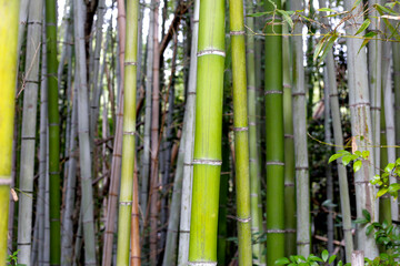 Obraz premium Bamboo trees, Bamboo forest in Kamakura, Tokyo, Japan