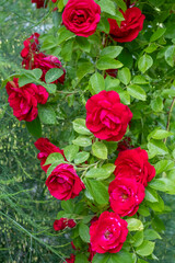 Deep crimson roses with delicate petals amidst verdant foliage, showcasing the natural splendor of a garden in full bloom.