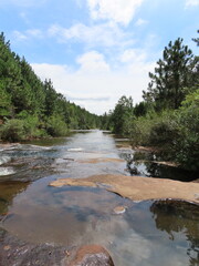 river in the forest