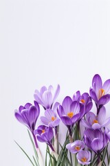 Vibrant purple crocuses arranged in a bouquet on a clean white background. Perfect for spring or...