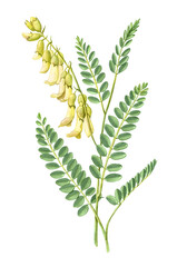Mongolian milkvetch or Astragalus mongholicus AKA Astragalus membranaceus hand drawn pencil botanical illustration isolated on white with clipping path