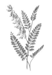Mongolian milkvetch or Astragalus mongholicus AKA Astragalus membranaceus hand drawn pencil botanical illustration isolated on white with clipping path.