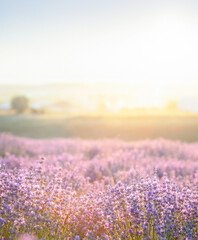 Lavender bushes closeup on sunset. Sunset gleam over purple flowers of lavender. Provence region of France. - 780941330