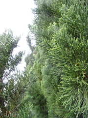 雨あがりの常緑