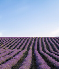 Lavender field at sunset. Rows of blooming lavende to the horizon. Provence region of France. - 780942505