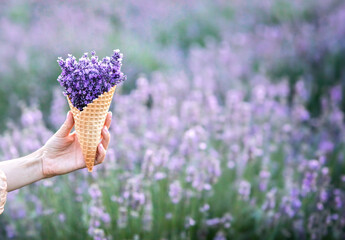 Harvesting season. Lavender bouquets and basket. - 780943548