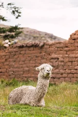 Fotobehang Alpaca sleeping in the green grass in the Andes mountain range with an illuminated blue sky with natural light on the heights of Peru in Latin America © roy