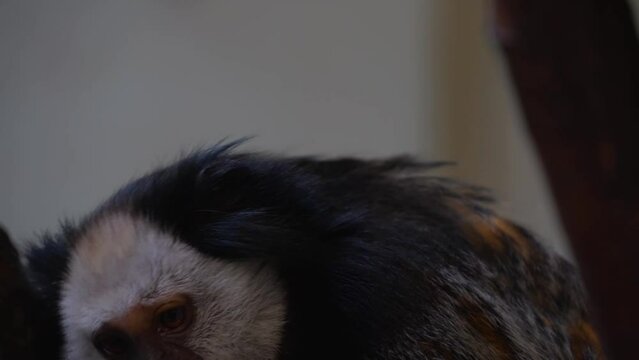 Close view of a white face Tamarin monkey looking around.
