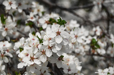 tree blossom in spring