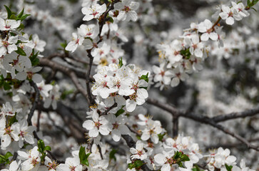 tree blossom in spring