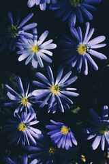 close up of a felicia blue marguerite daisy
