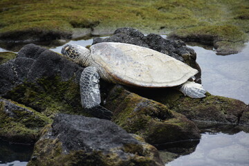 Honu, Hawaiian Green Sea Turtle basking on rocky shore, Blue Lagoon, Big Island of Hawaii, They are graceful swimmers and can move through the water at 35 mph - obrazy, fototapety, plakaty