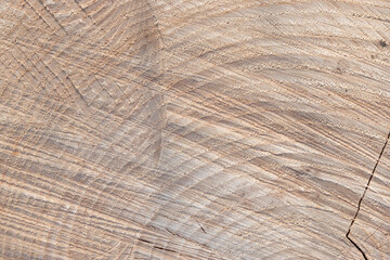 texture of a wood tree