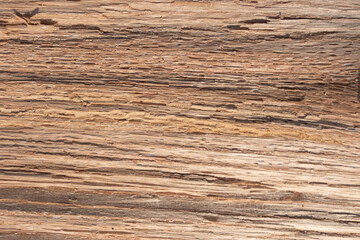 texture of a wood tree