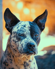 portrait of a dog