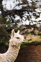 Portrait of white alpaca of in the Andes mountain range with a blue sky illuminated with natural light on the heights of Peru in Latin America